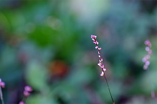 selective focus photography of purple petal flower